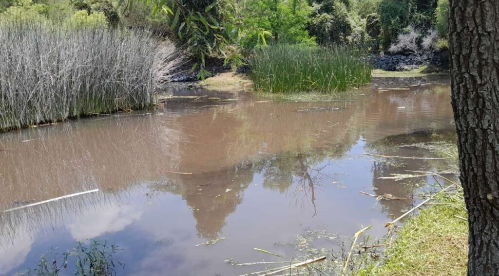 Realizan jornada de limpieza en la Laguna de Hueyapan para proteger su ecosistema