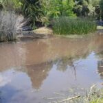 Realizan jornada de limpieza en la Laguna de Hueyapan para proteger su ecosistema